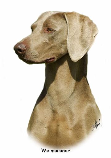 Weimaraner 9W019D-128_2.JPG